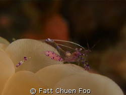 Bubble Coral Shrimp with eggs, Lembeh, North Sulawesi by Fatt Chuen Foo 